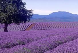 Lavender field in the south of France.