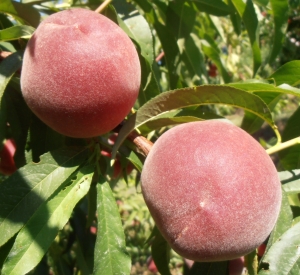 Carored peaches on limb, a Jersey favorite.